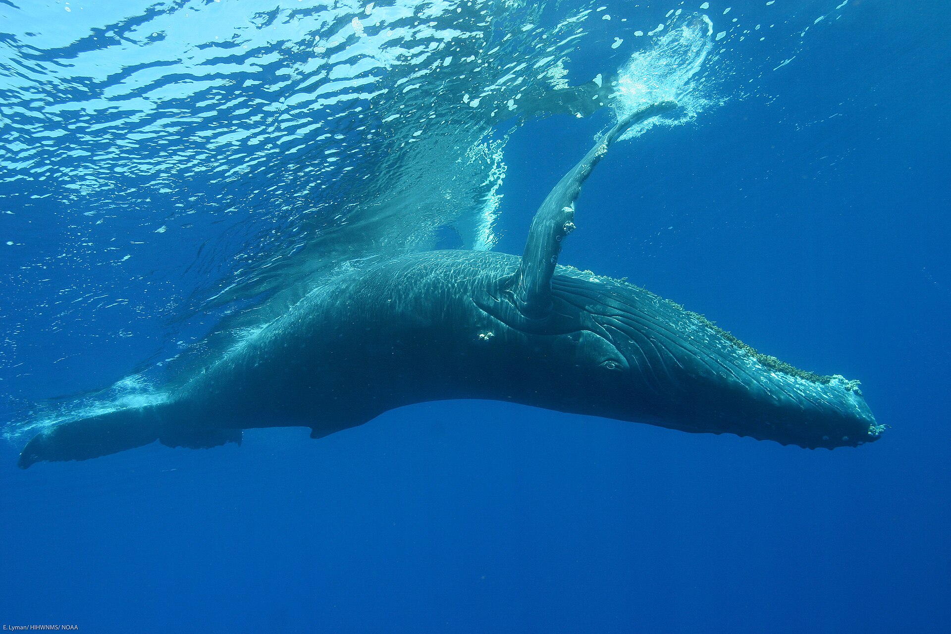 A humpback whale swimming beneath the surface of the Indian Ocean