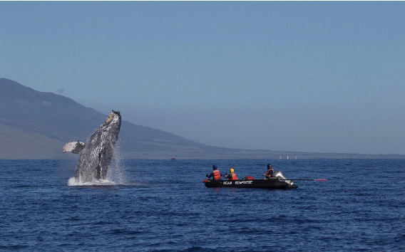 A whale breaching near a small boat off the KwaZulu-Natal coast