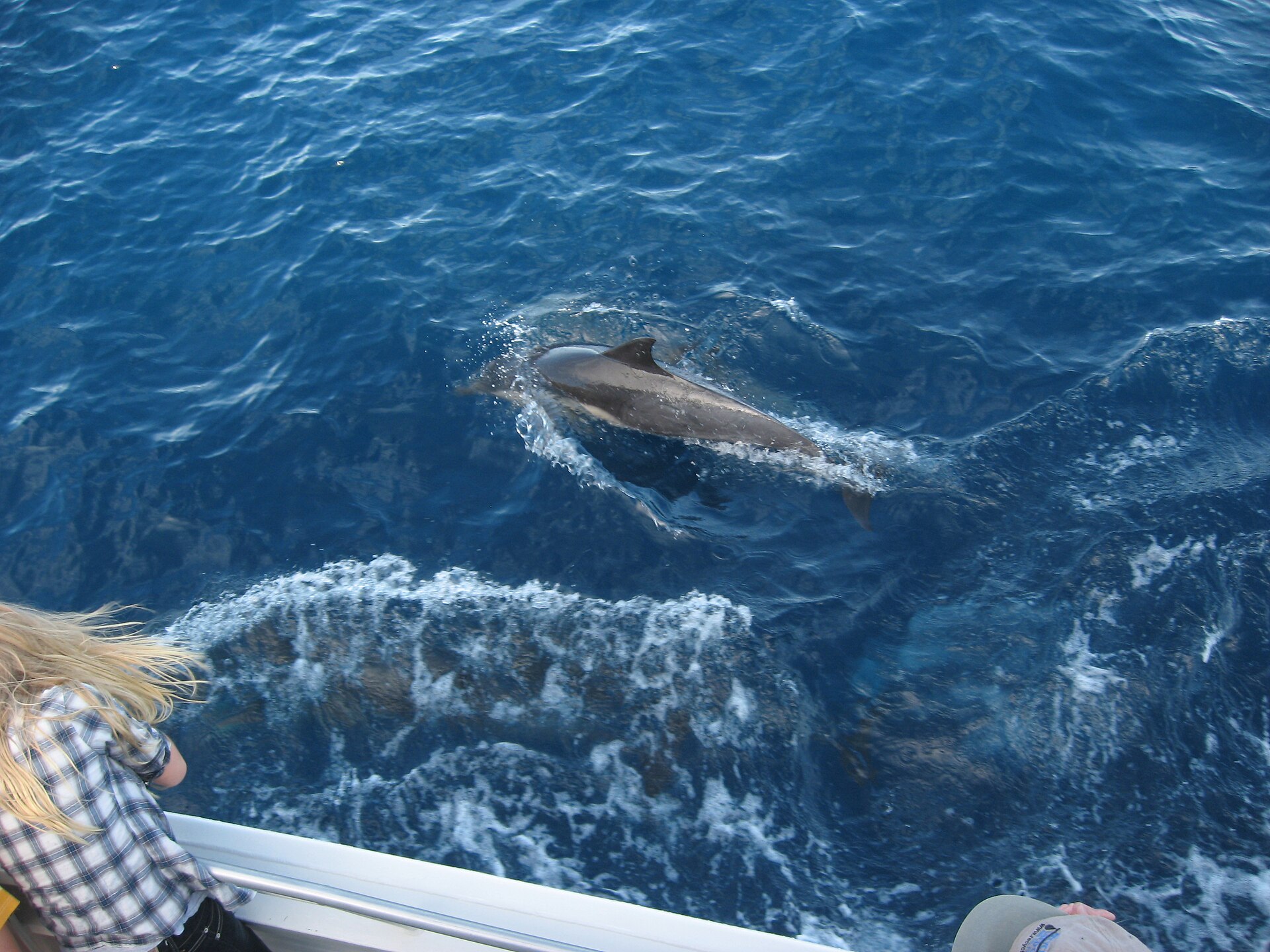 A pod of dolphins swimming beside a boat off the KwaZulu-Natal coast