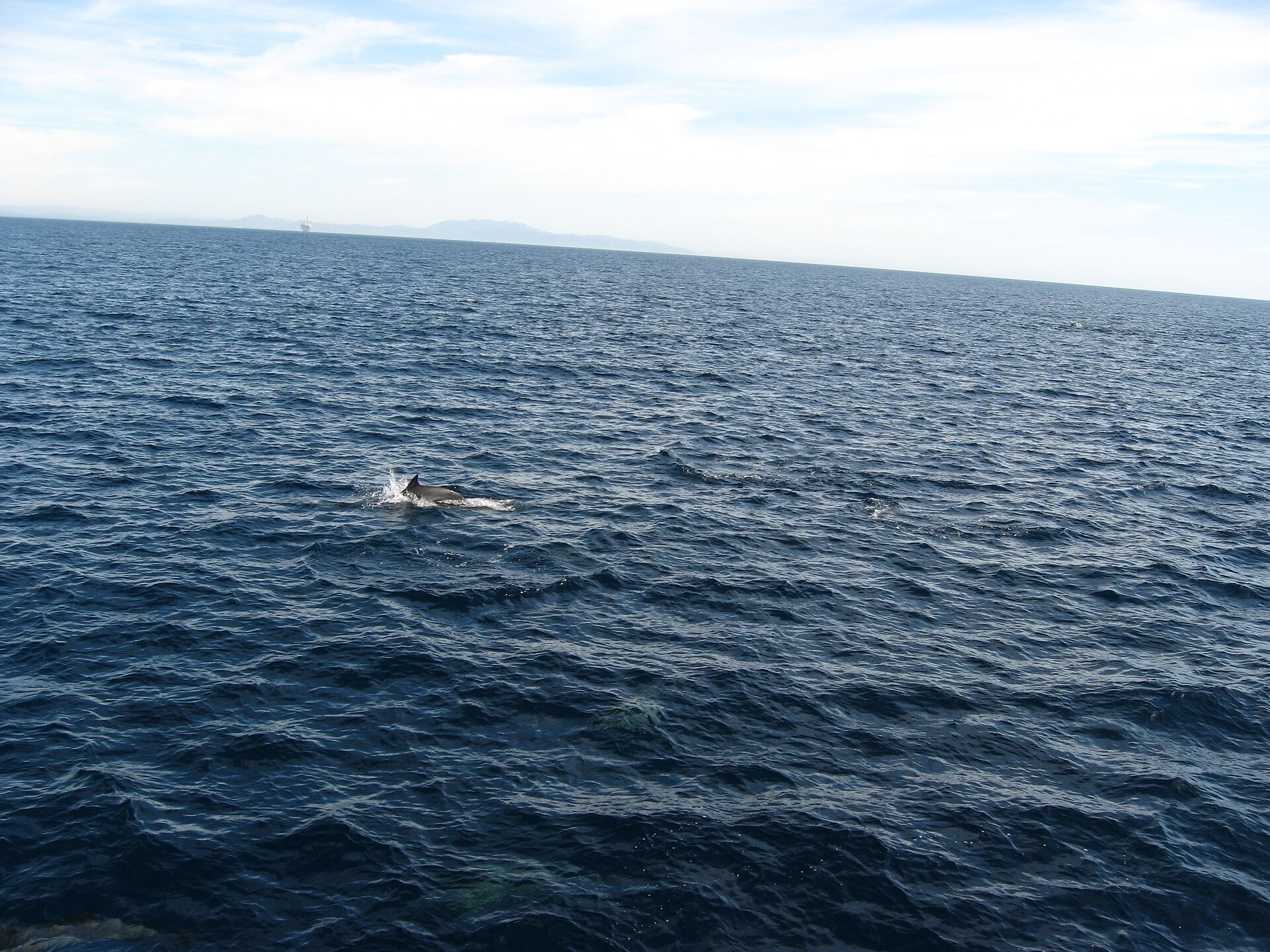 A whale spout on the open ocean off the KwaZulu-Natal coast