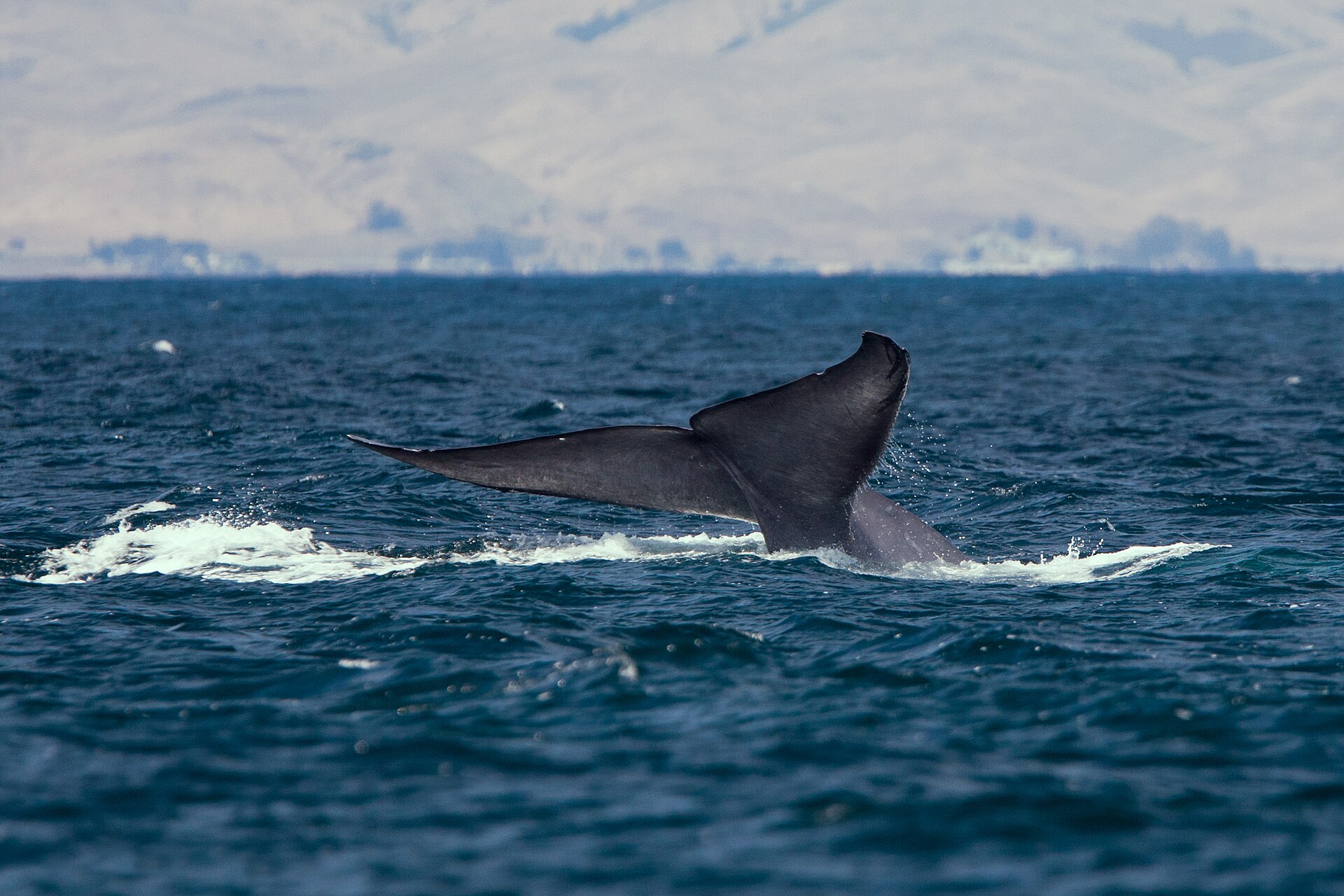 A humpback whale tail fluke raised above the ocean surface
