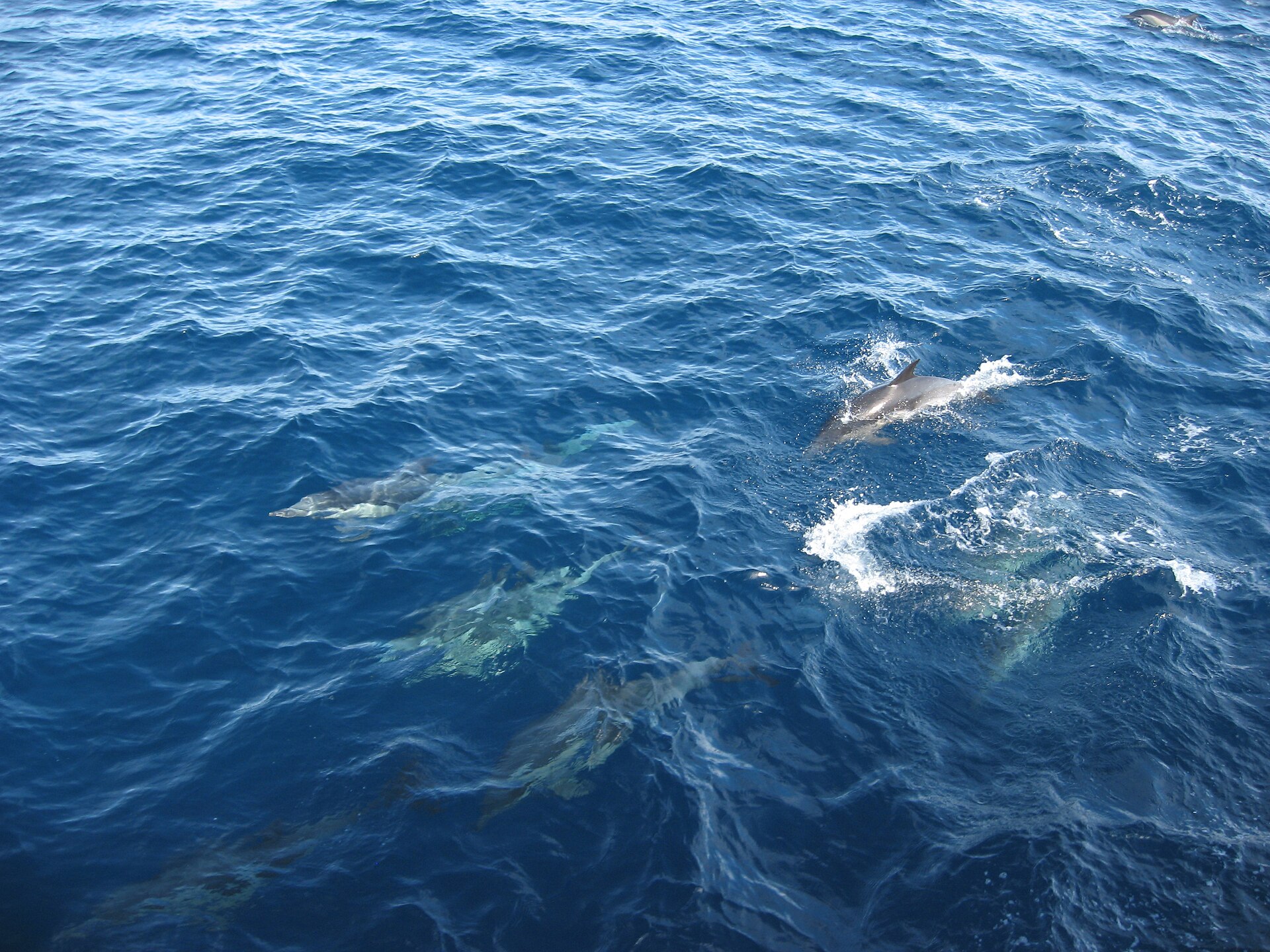 Dolphins riding the swell off the KwaZulu-Natal coast