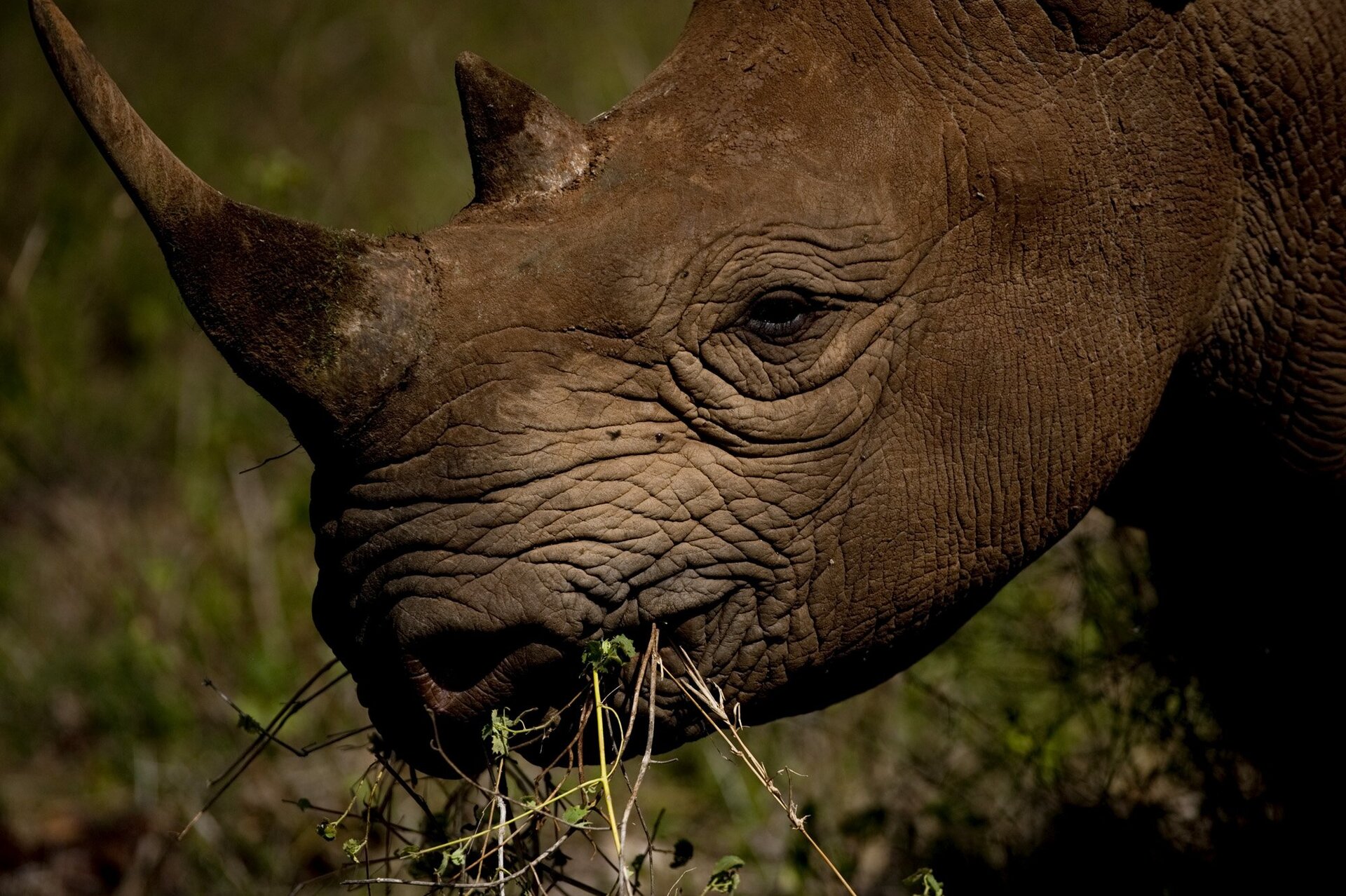 A black rhino on the Laikipia Plateau conservancies