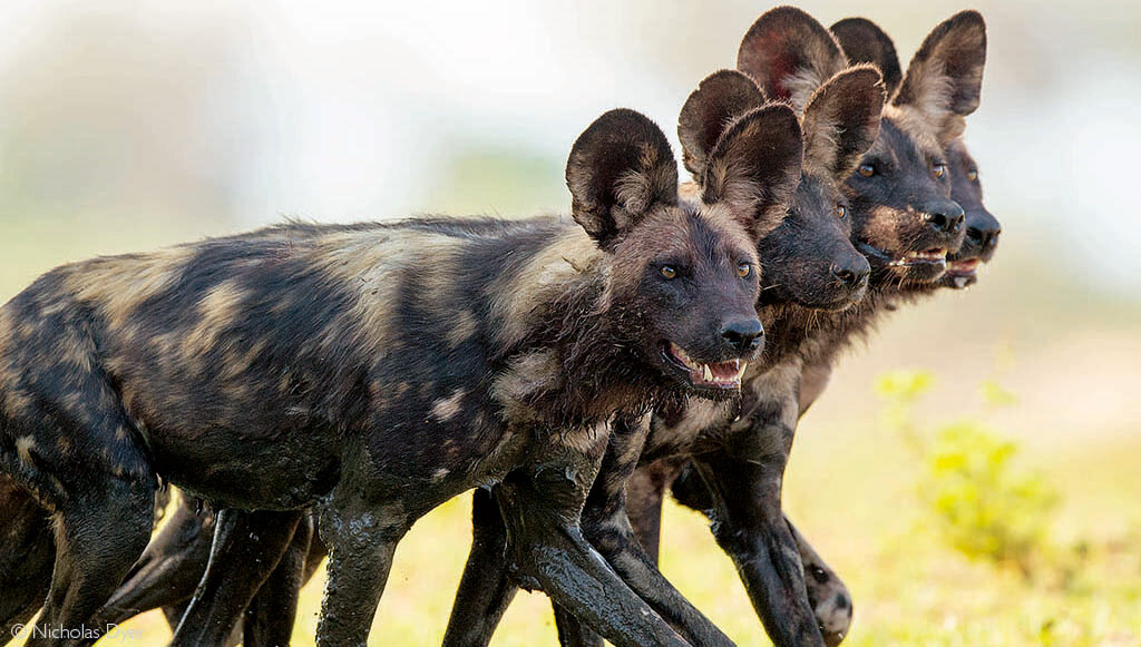 A pack of endangered African wild dogs on Laikipia