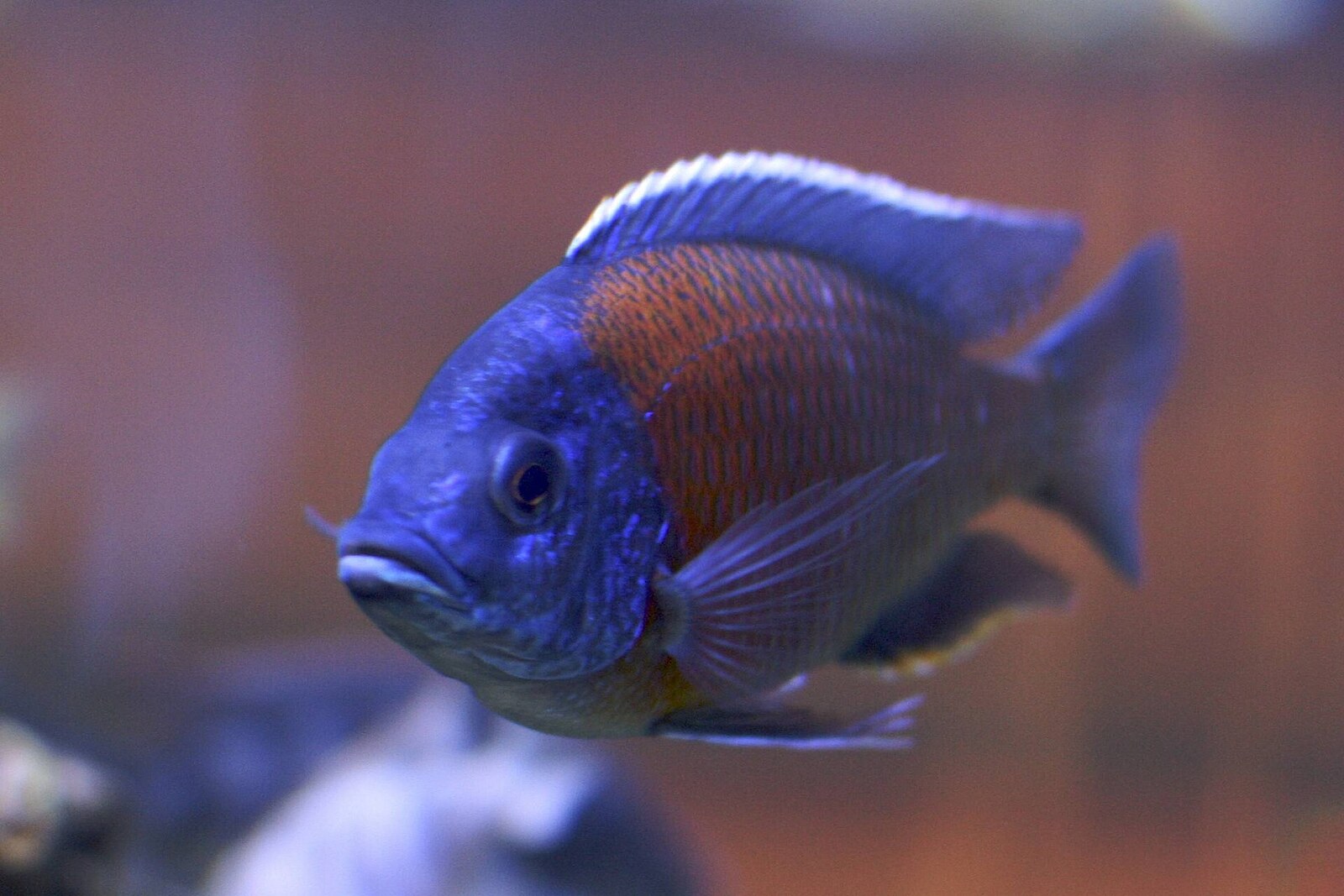 Colourful African cichlid fish