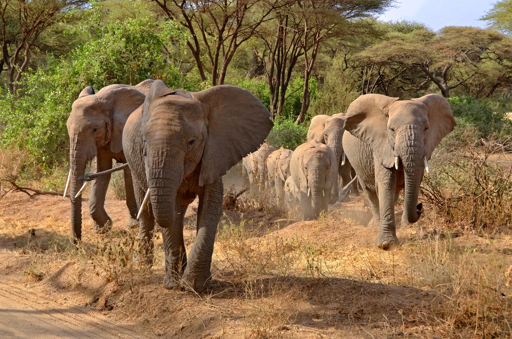 An elephant moving through the lush forest of Lake Manyara