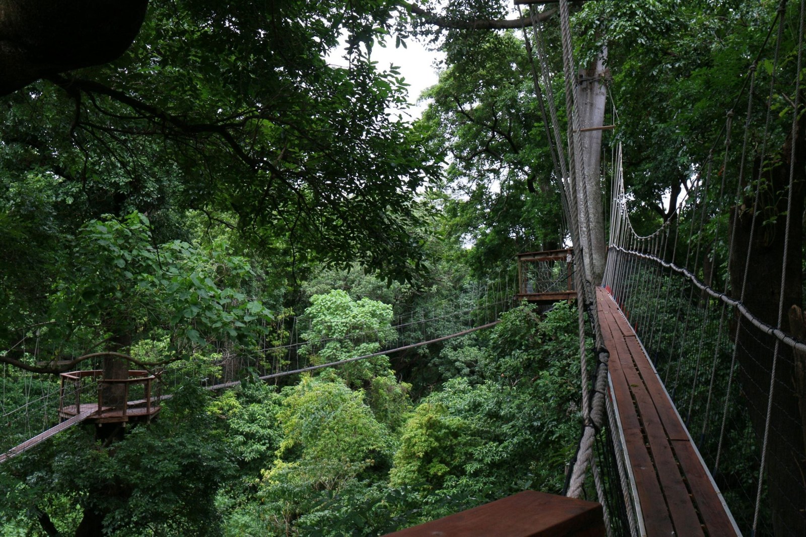 The treetop canopy walkway through the forest at Lake Manyara