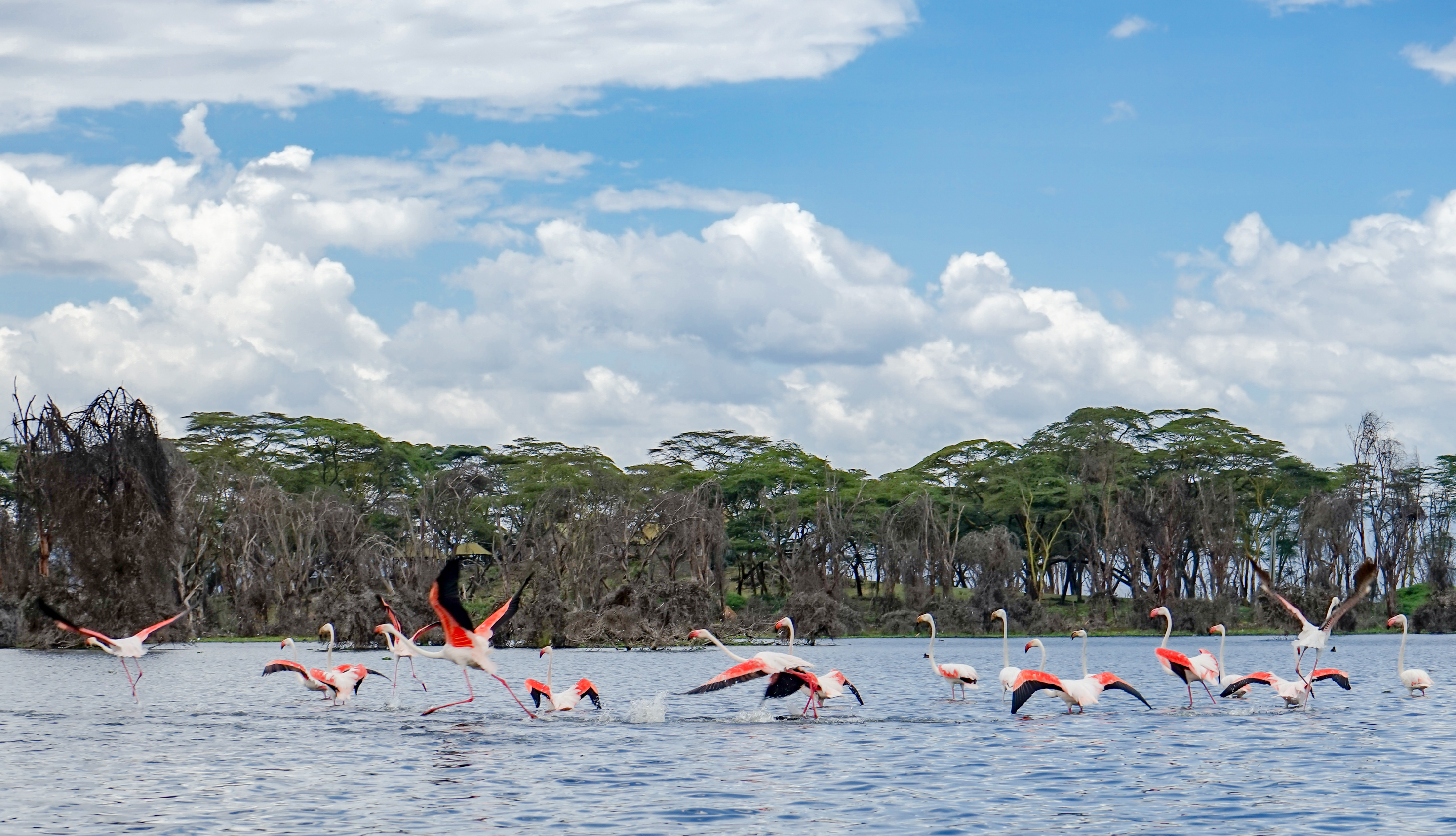 Boats and birdlife on Lake Naivasha