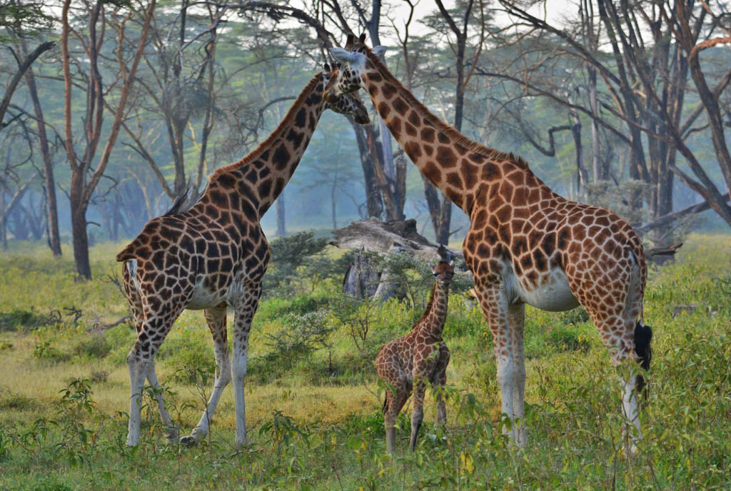 An endangered Rothschild's giraffe among fever trees at Lake Nakuru