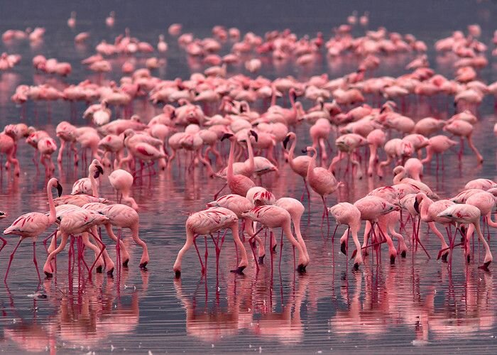 Flamingos and wildlife at Lake Nakuru