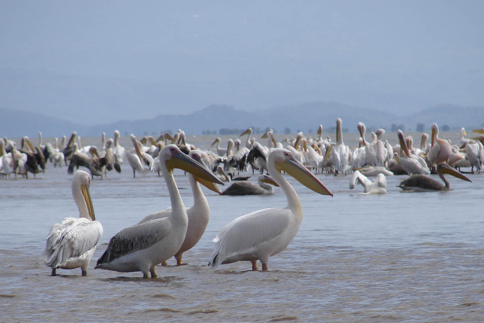 Flock of pelicans on Lake Rwihinda