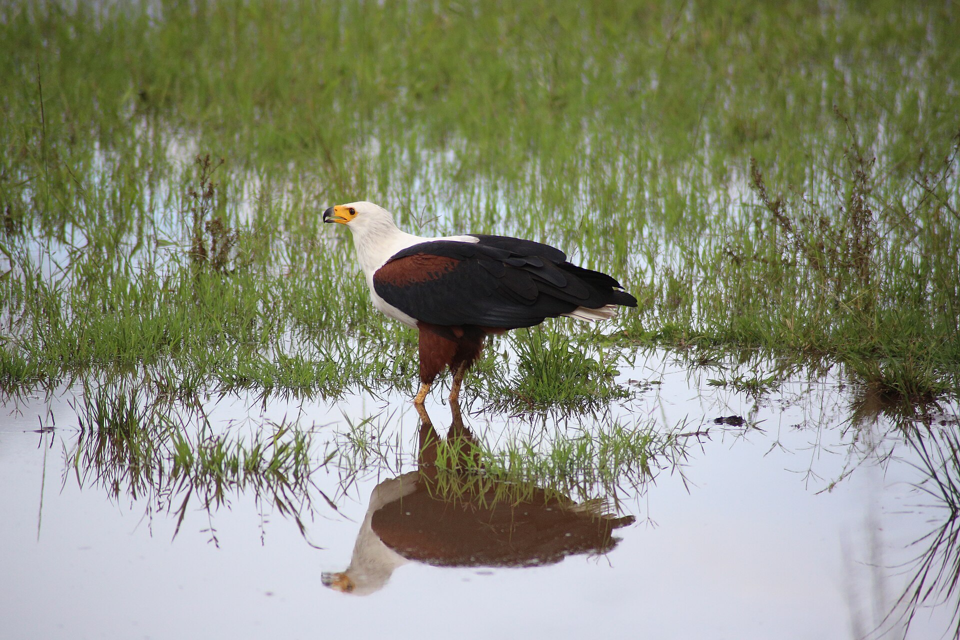 An African fish eagle perched over a Maputaland freshwater lake