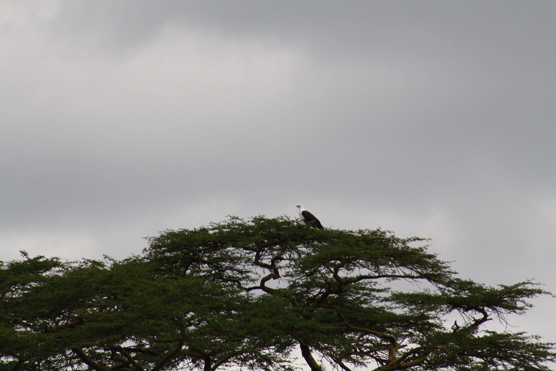 An African fish eagle in a tree beside a Maputaland freshwater lake