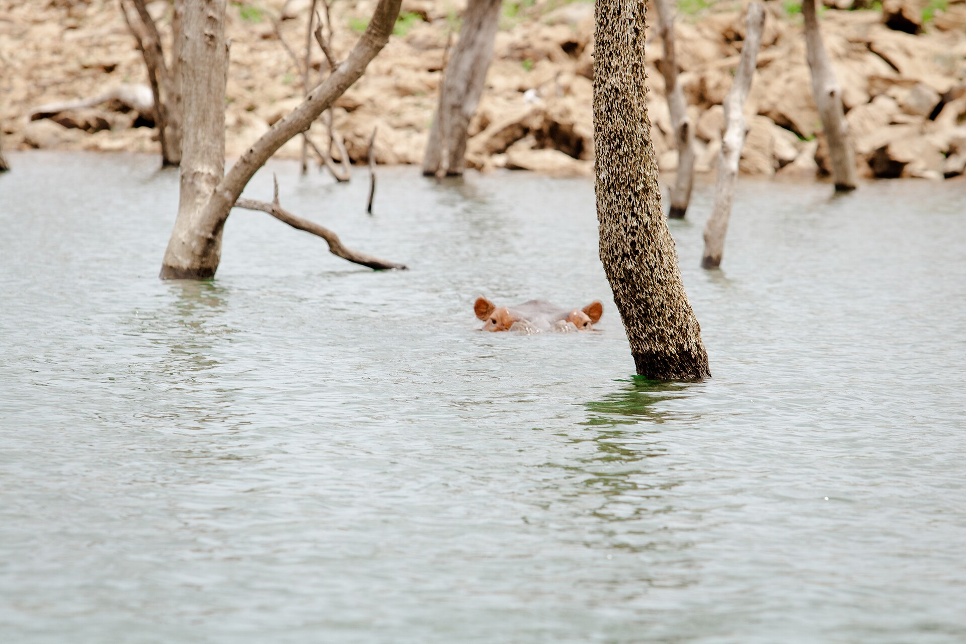 A hippo submerged in the shallow water of a Maputaland lake