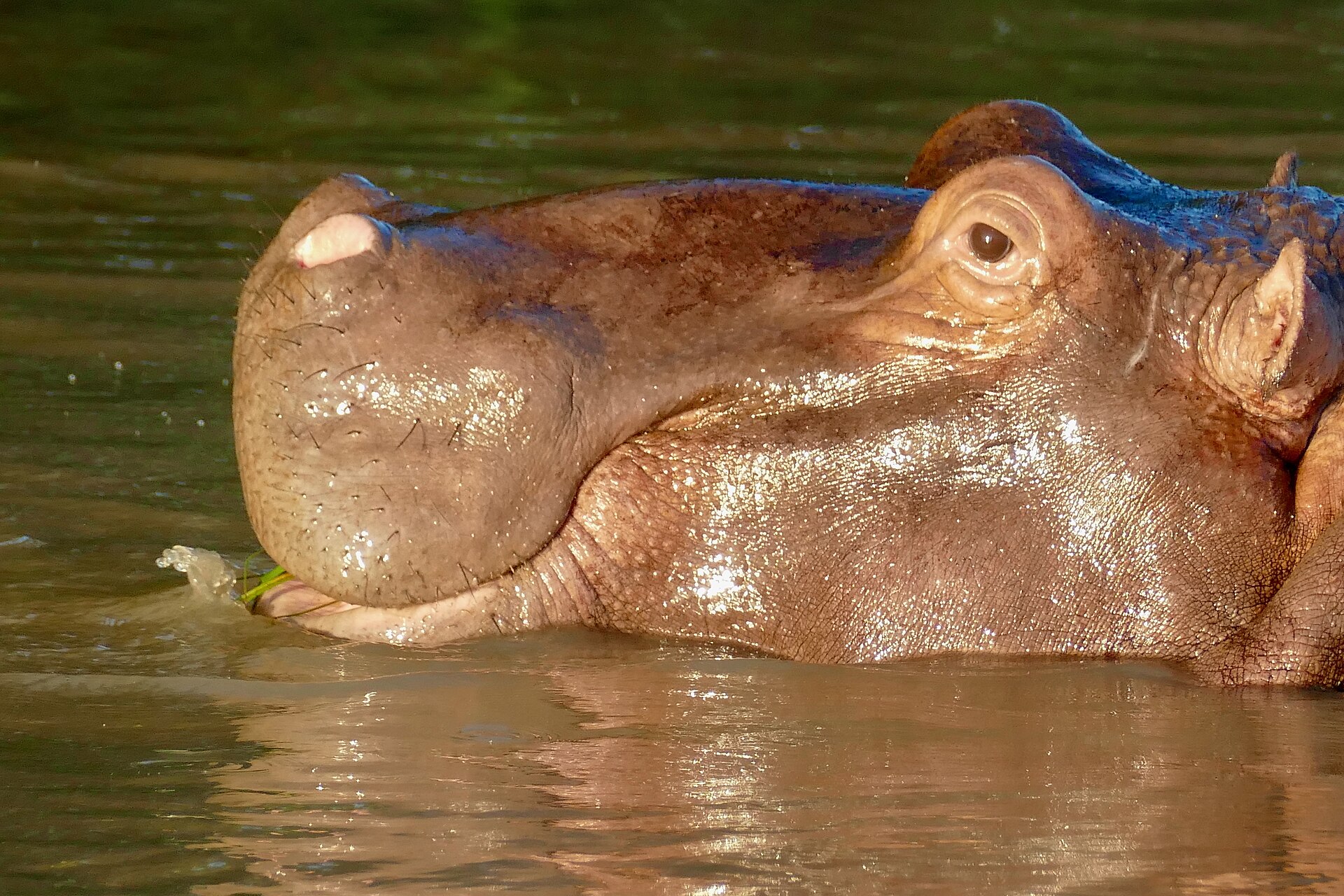 A hippo surfacing in the still freshwater of Lake Sibhayi in Maputaland