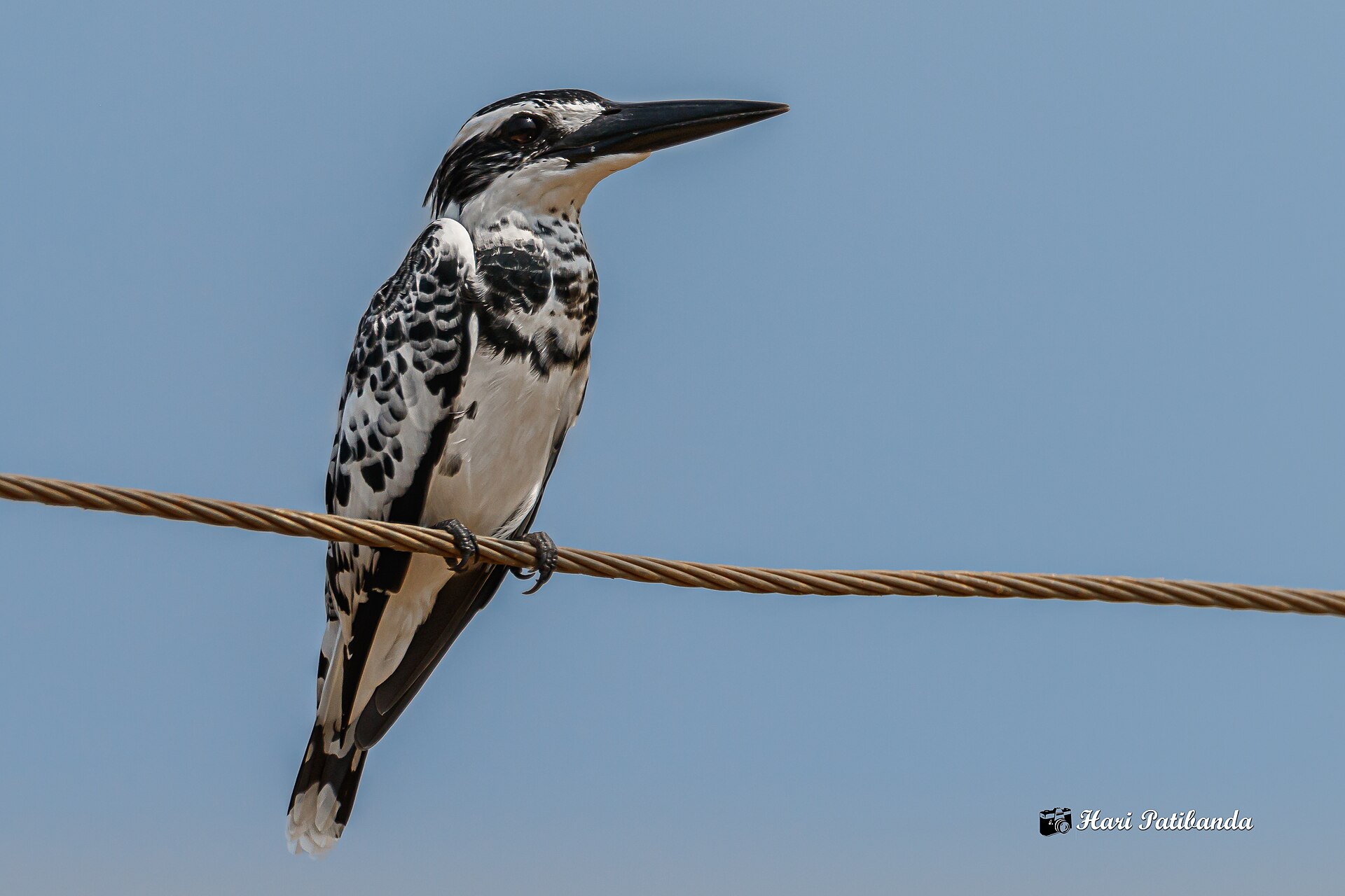 A pied kingfisher perched over the water of a Maputaland lake