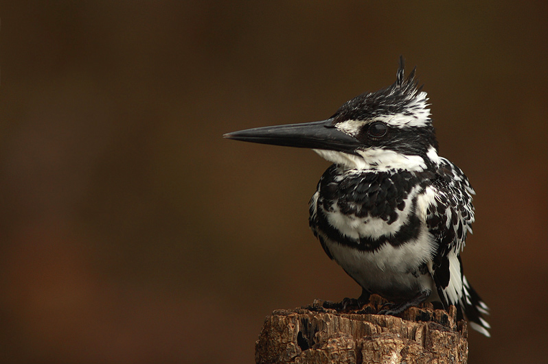 A pied kingfisher on a perch above a Maputaland lake