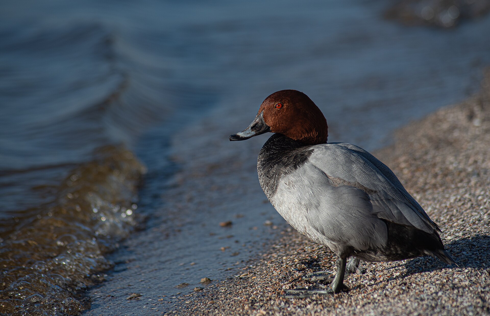 A duck on the shoreline of a Maputaland freshwater lake