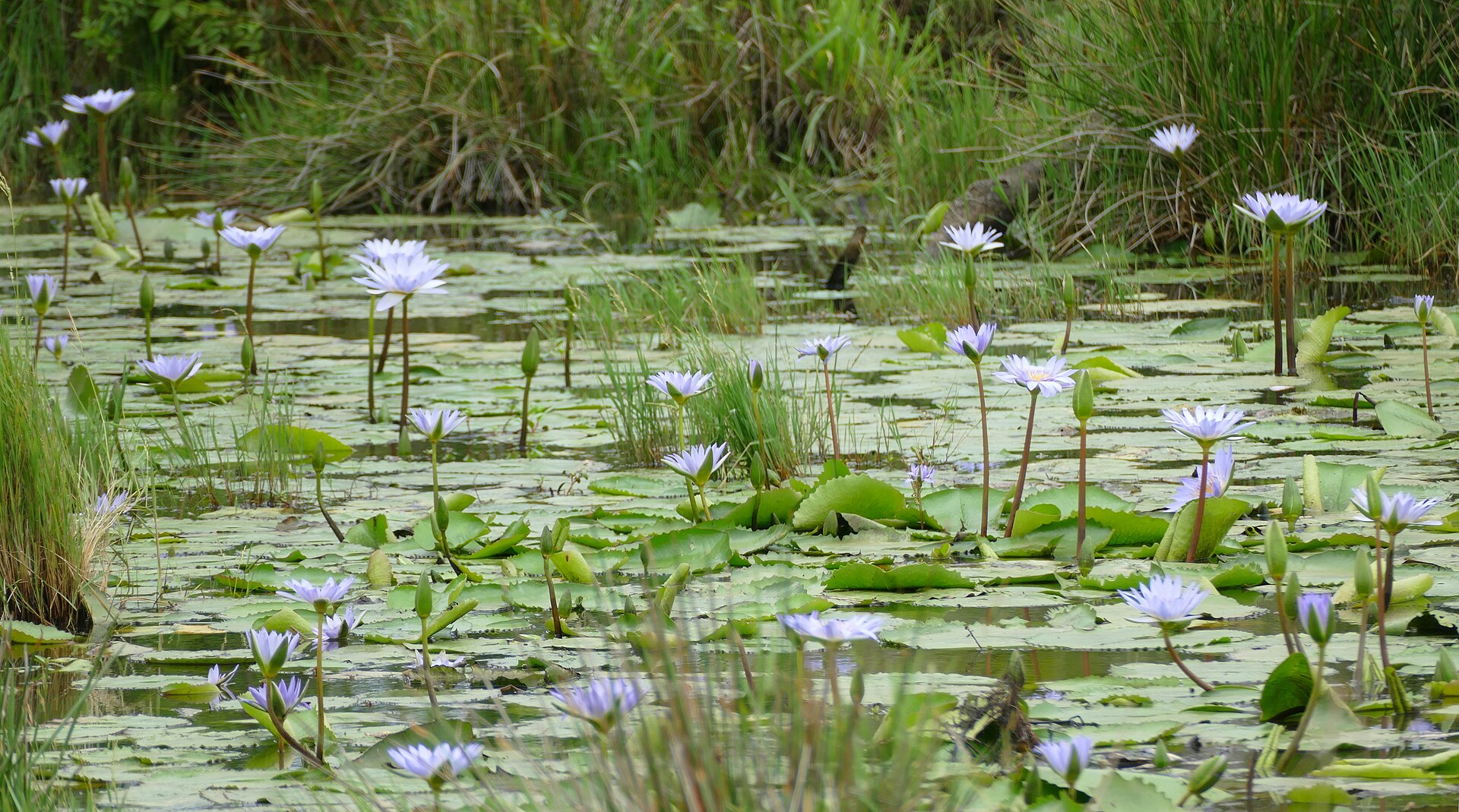 Blue water lilies flowering on the surface of a Maputaland freshwater lake