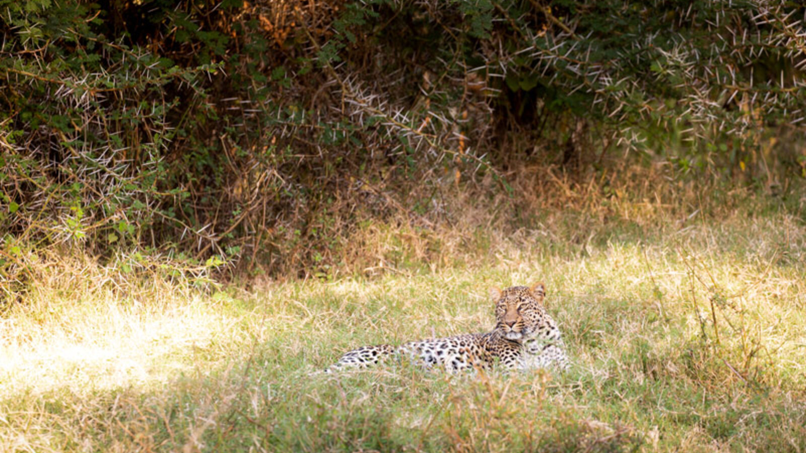 Electric Land Cruiser game drive at Lewa beneath Mount Kenya