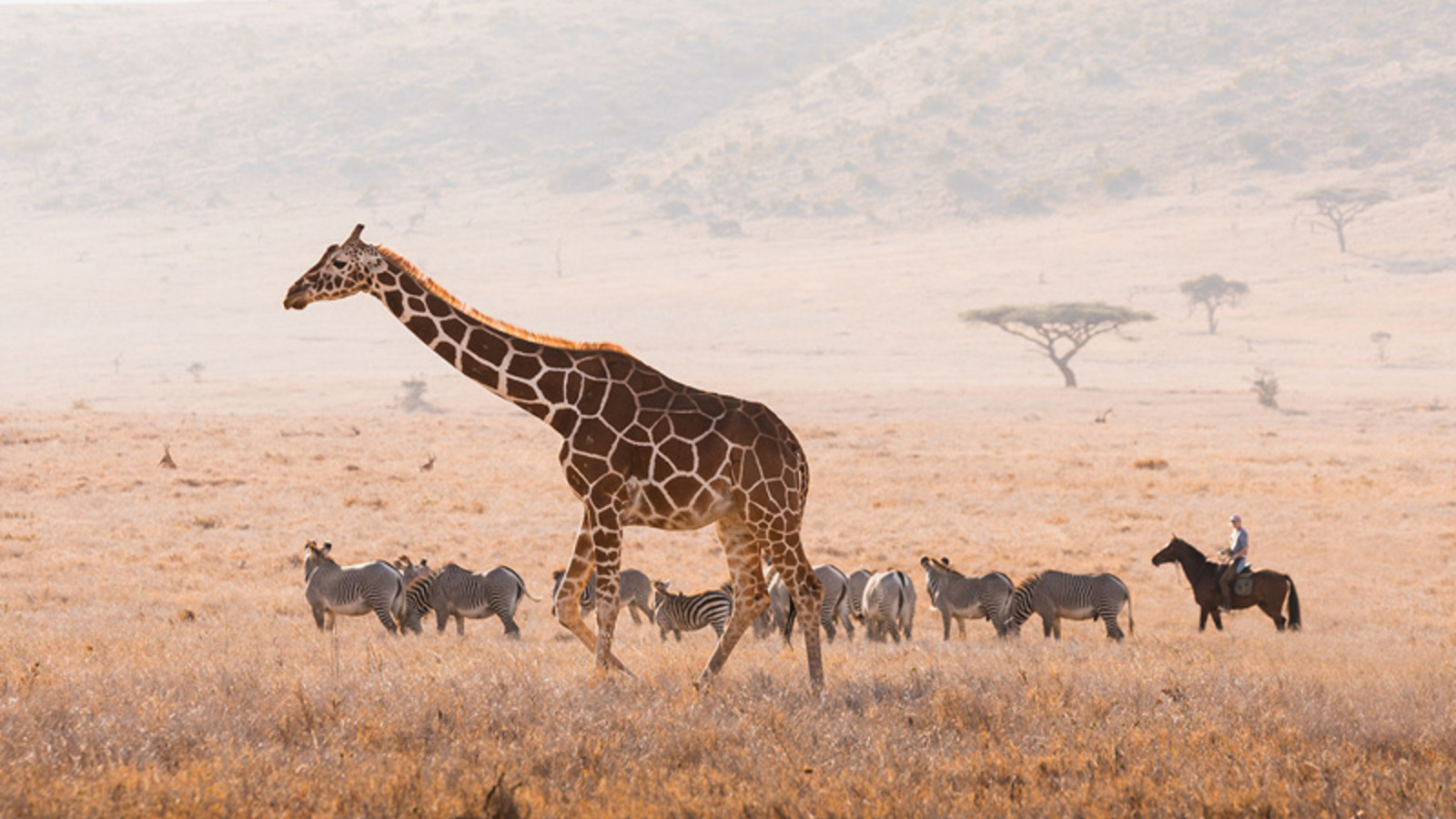 Horseback safari across the plains at Lewa Wilderness