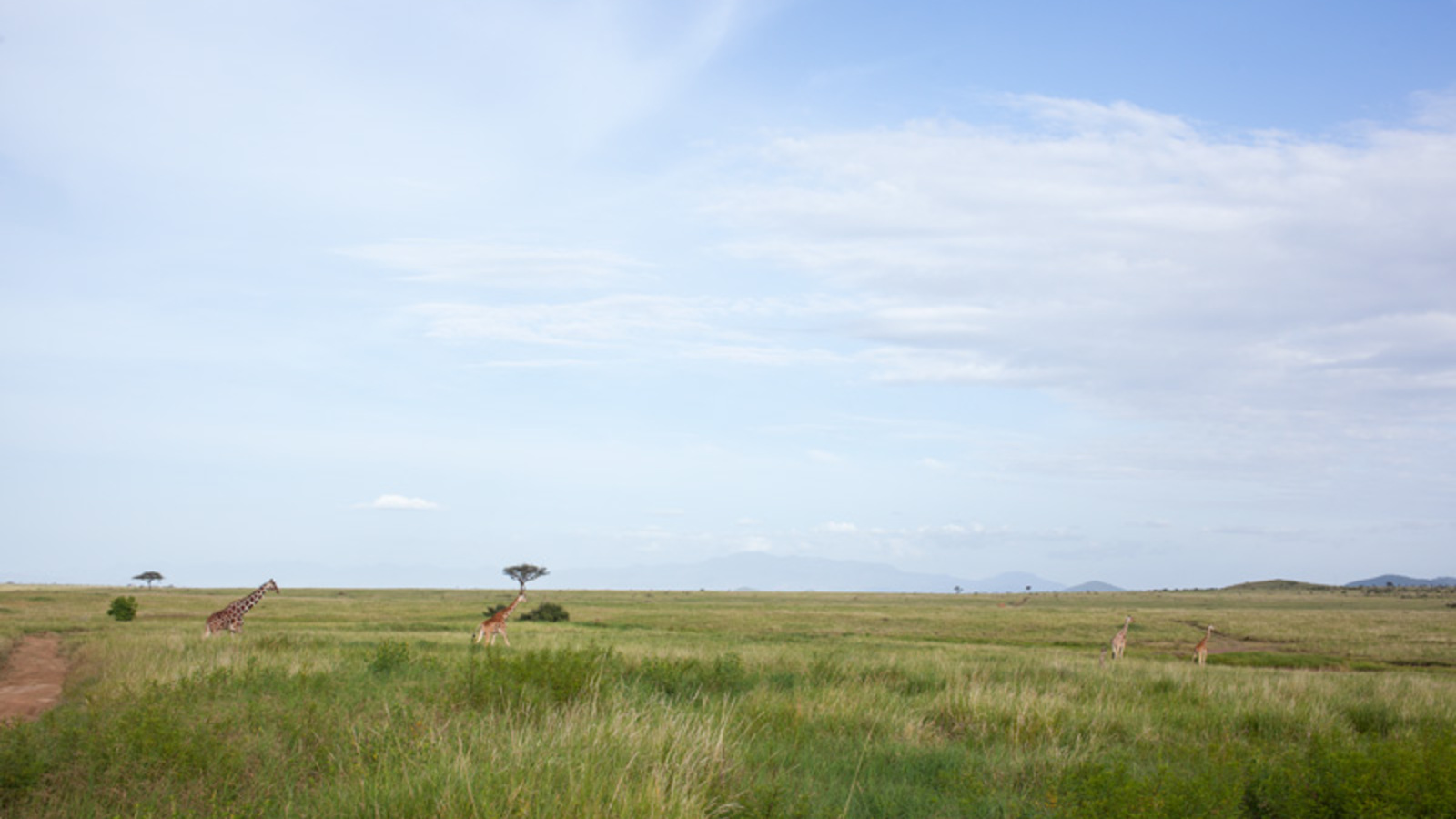 Black rhino grazing on the Lewa Wildlife Conservancy