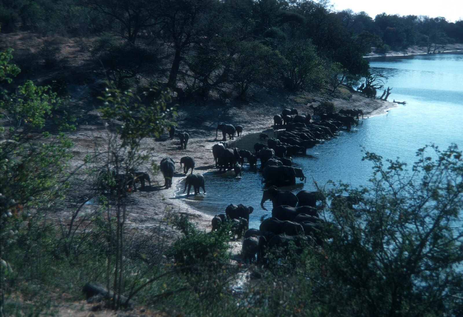 Herds gathered along a wild waterfront, seen from the air in southern Africa