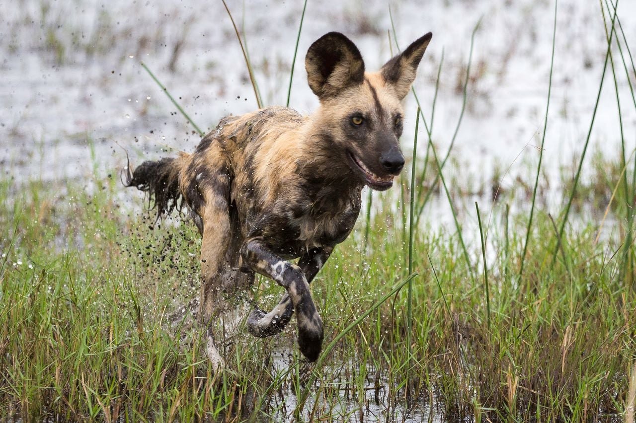 An endangered African wild dog running through shallow water in the Okavango
