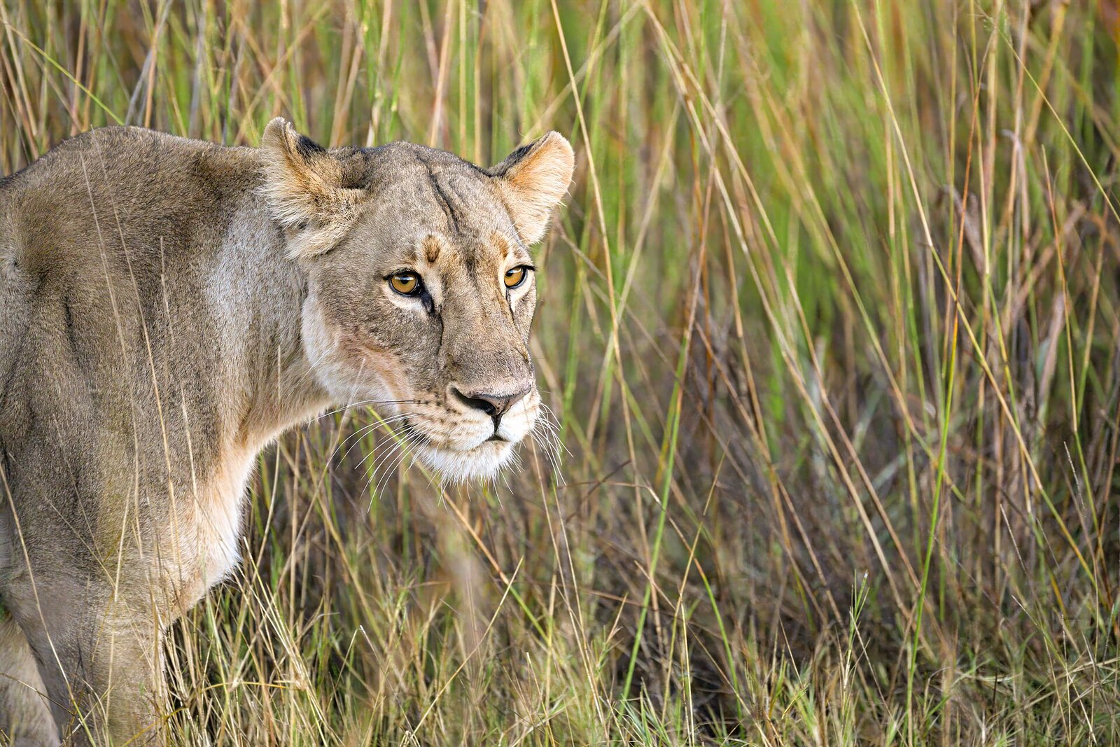 A lioness moving with purpose through golden grass in Botswana's Selinda Reserve