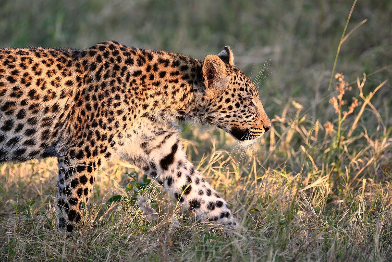 A leopard walking through golden grass at last light in Botswana