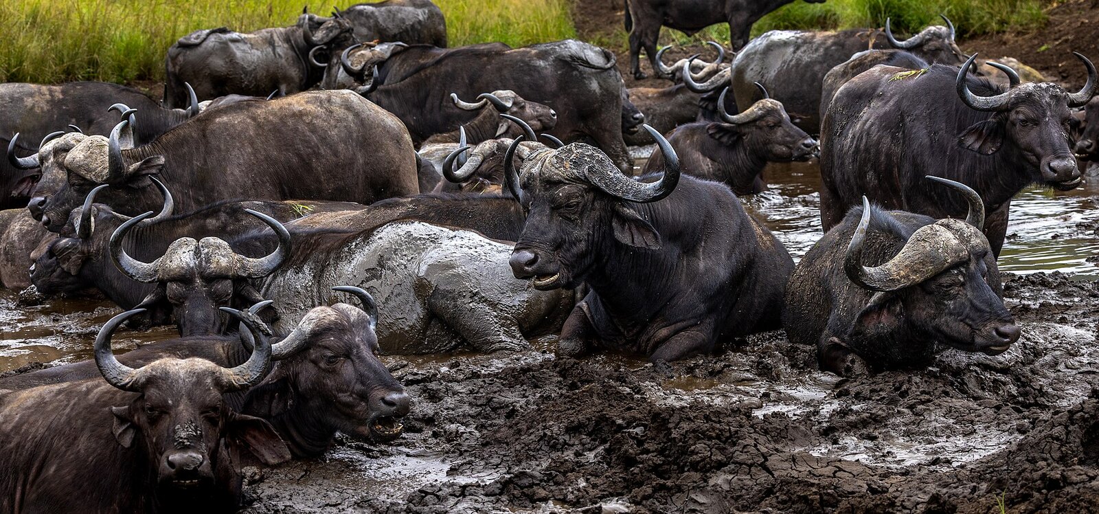 Buffalo herds &mdash; prime prey for the region&rsquo;s lion prides