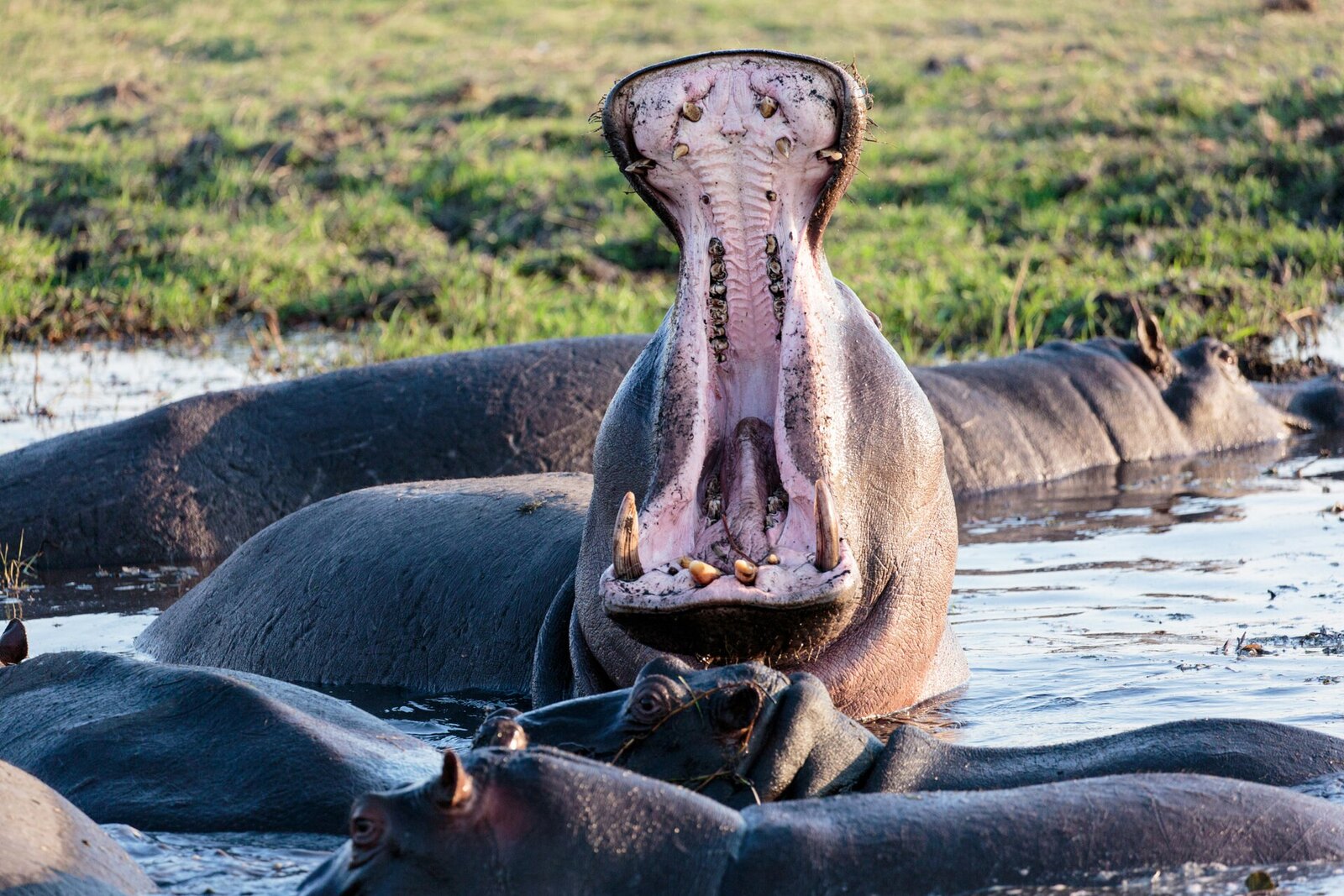 Hippo in the Linyanti channels &mdash; pods rule the permanent waterways