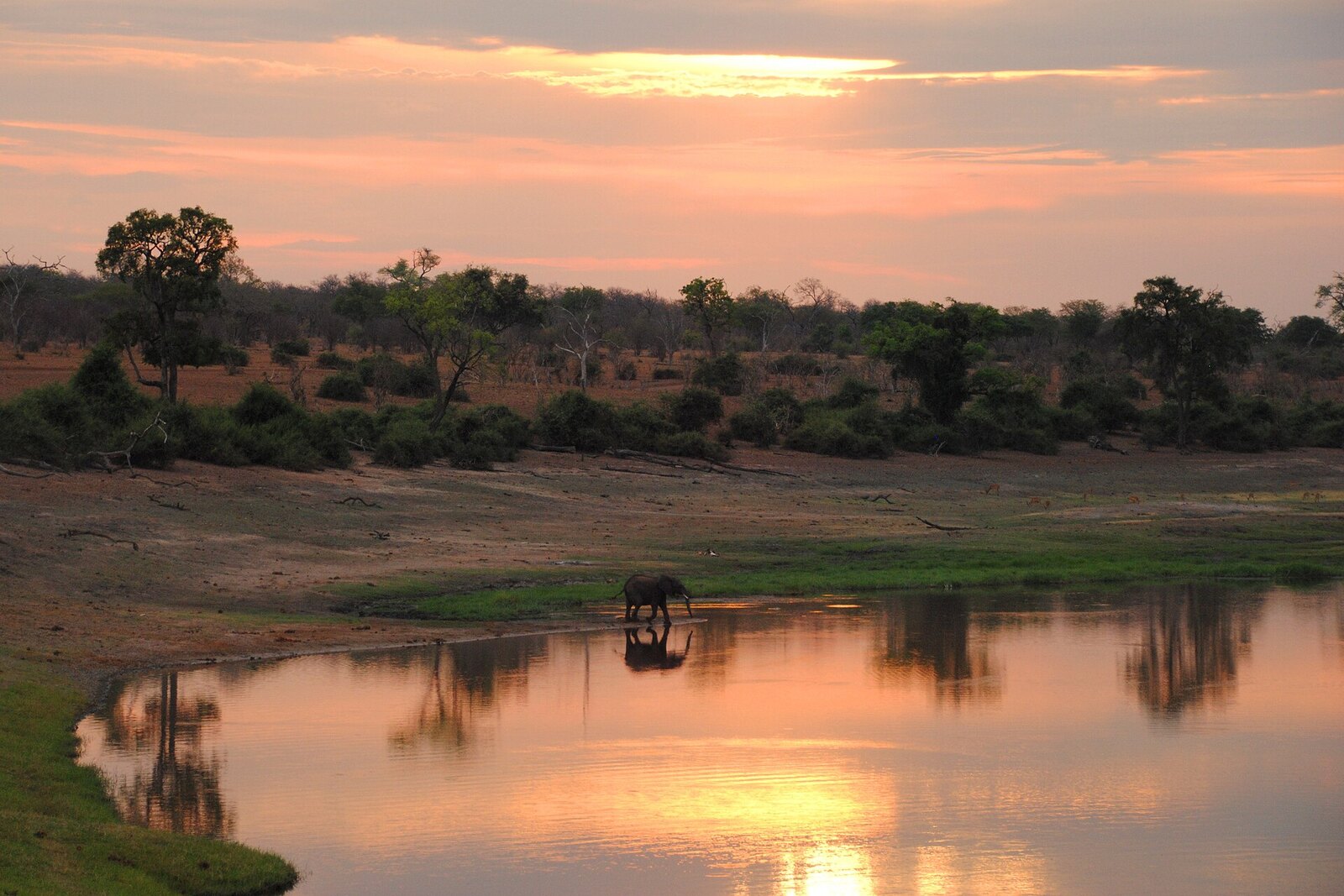 Elephants on the Linyanti, Botswana