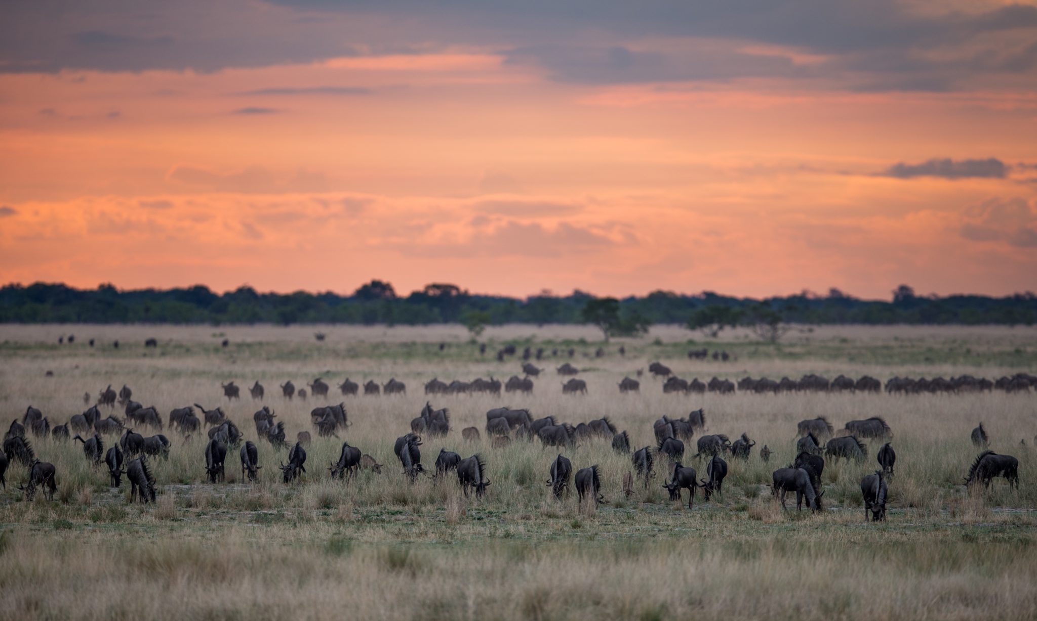Africa's second-largest wildebeest migration on the plains of Liuwa Plain National Park, Zambia
