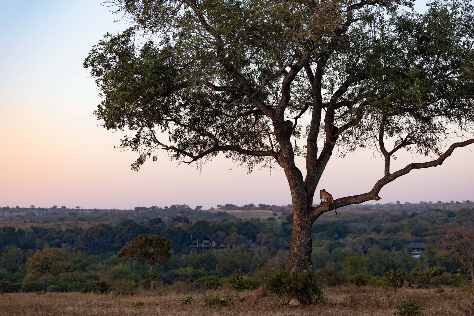 A Londolozi leopard resting in a marula tree opposite camp at golden hour