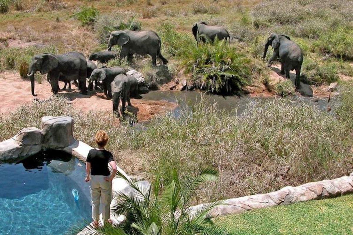 A herd of elephants gathered at a waterhole on the Lukimbi concession in southern Kruger