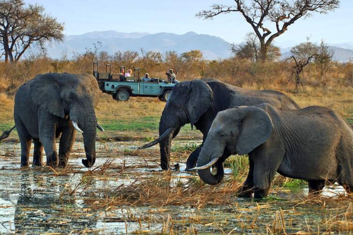 A Lukimbi game-drive vehicle pausing near elephants in the southern Kruger
