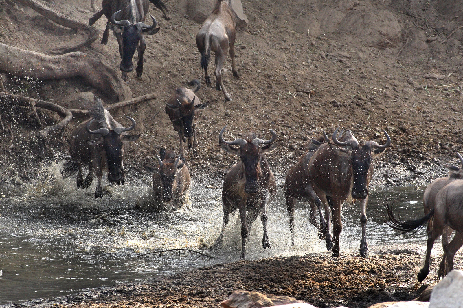 Wildebeest plunging across the Mara River during the Great Migration