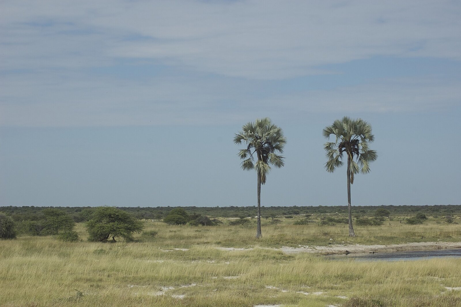 Game drive route across Etosha