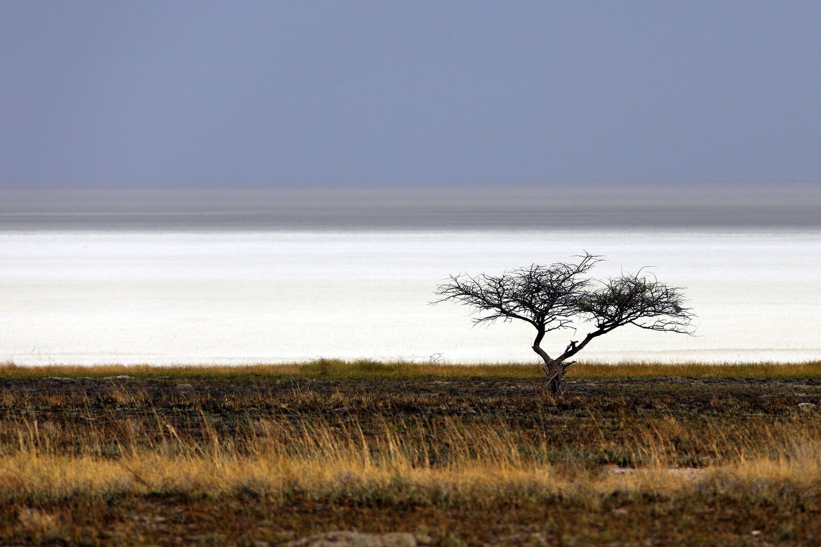 The vast white Etosha salt pan