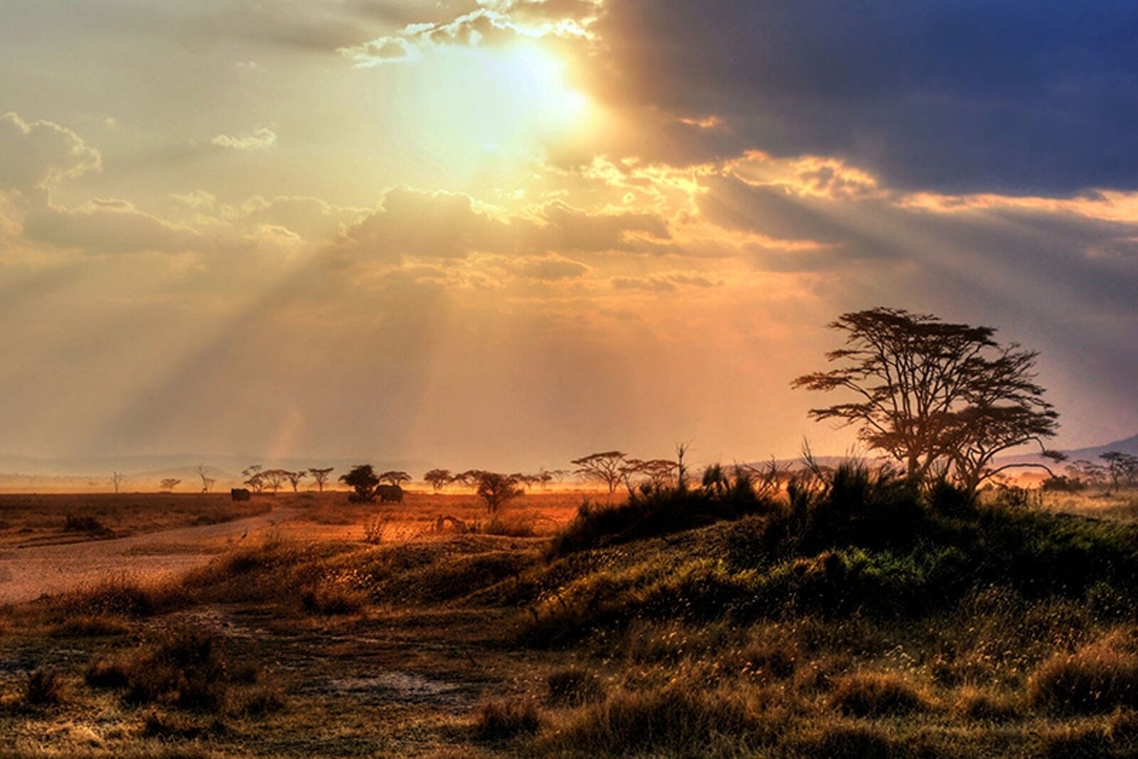 Golden savanna vista in the Kruger