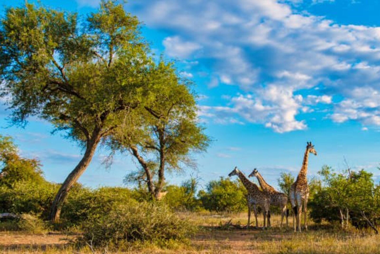 Lions in the dry-season Kruger bush
