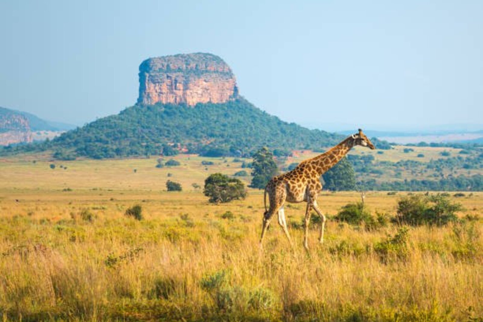 Wildlife crossing the Kruger bush