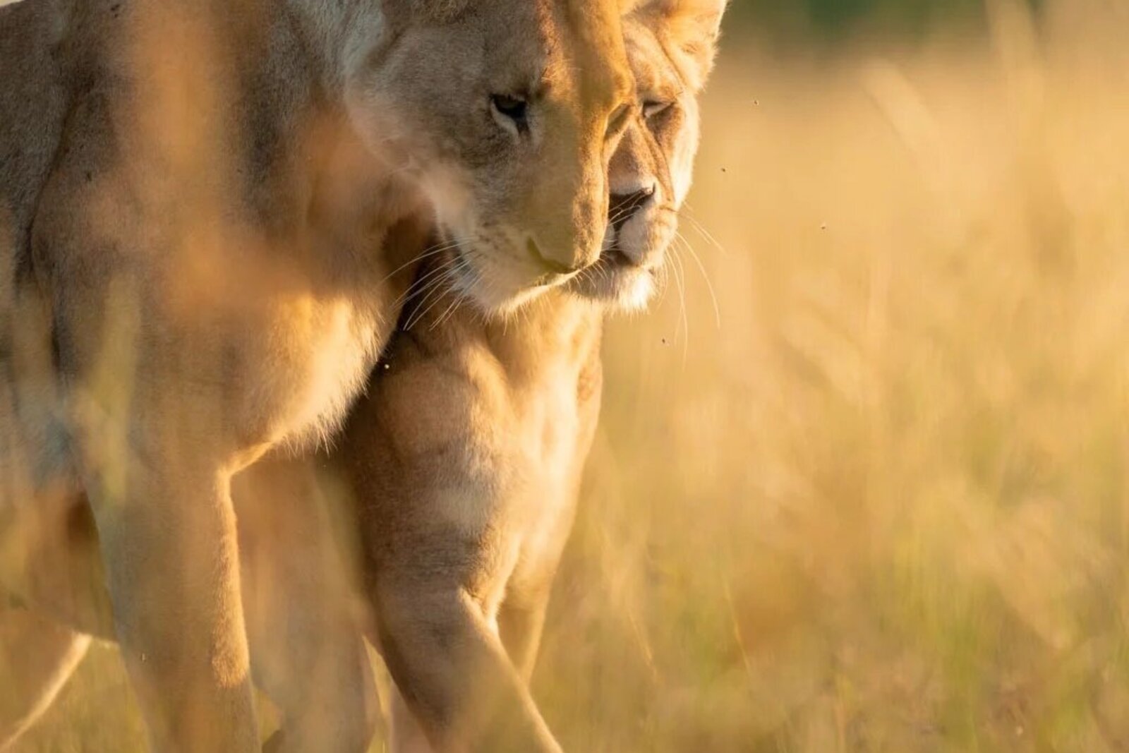 Lionesses in golden grass on a Masai Mara game drive