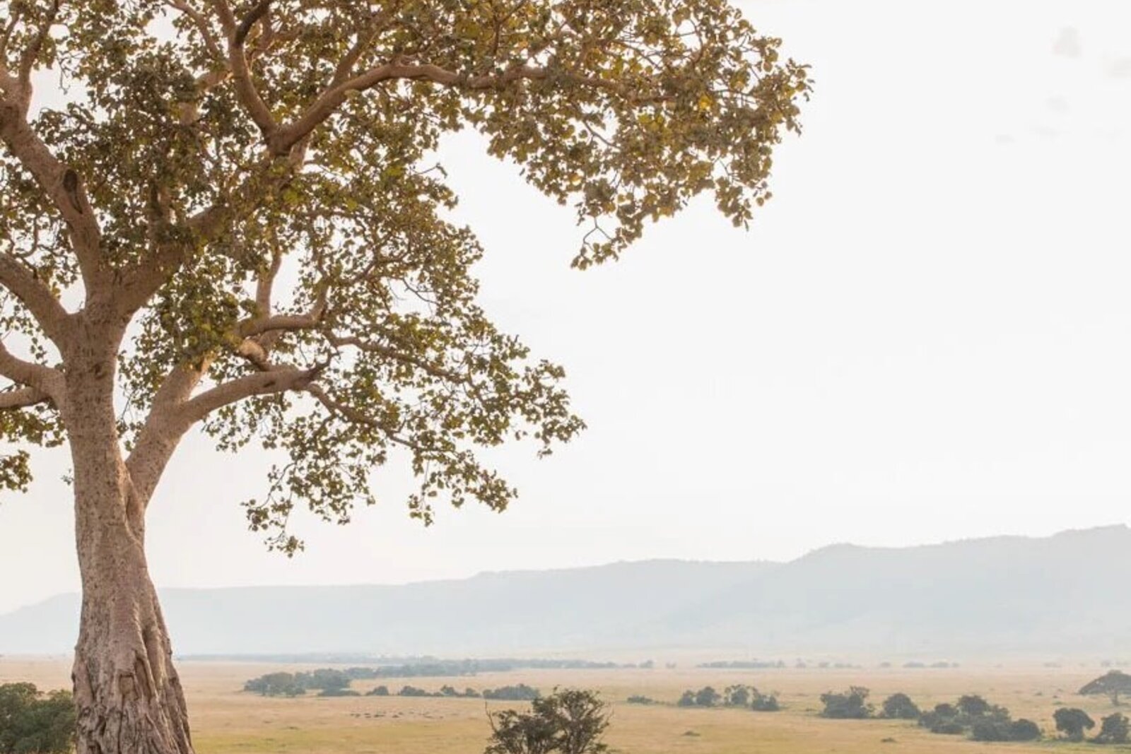 Luxury bush picnic beneath an acacia tree in the Masai Mara