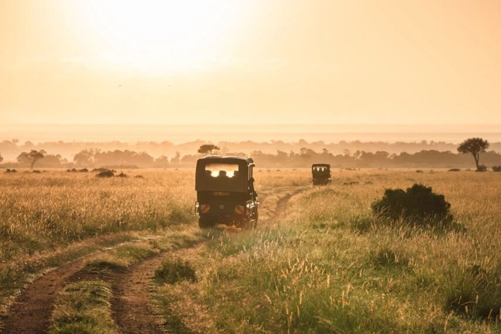 Sunrise game drive across the Masai Mara