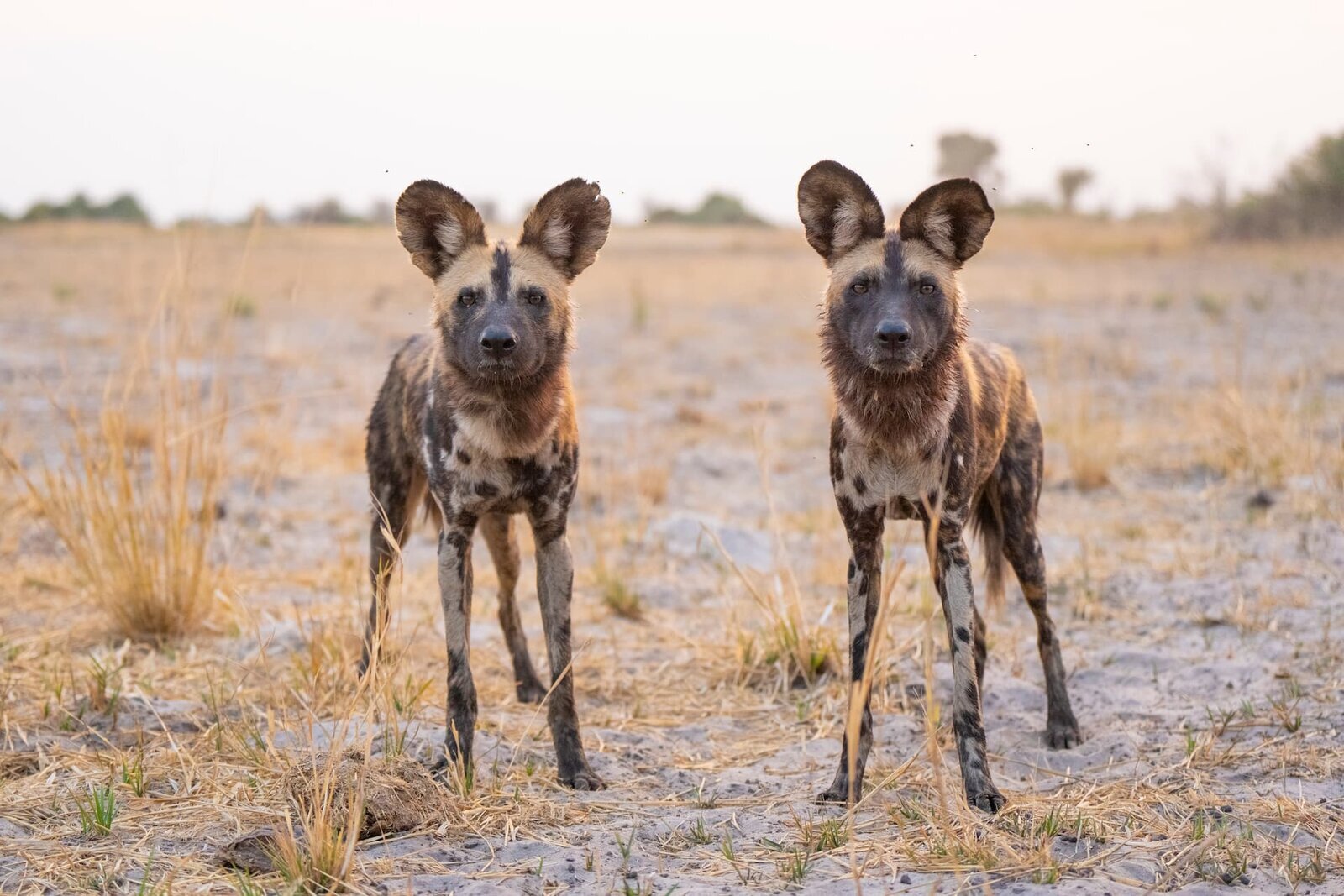 African wild dogs in the Okavango Delta