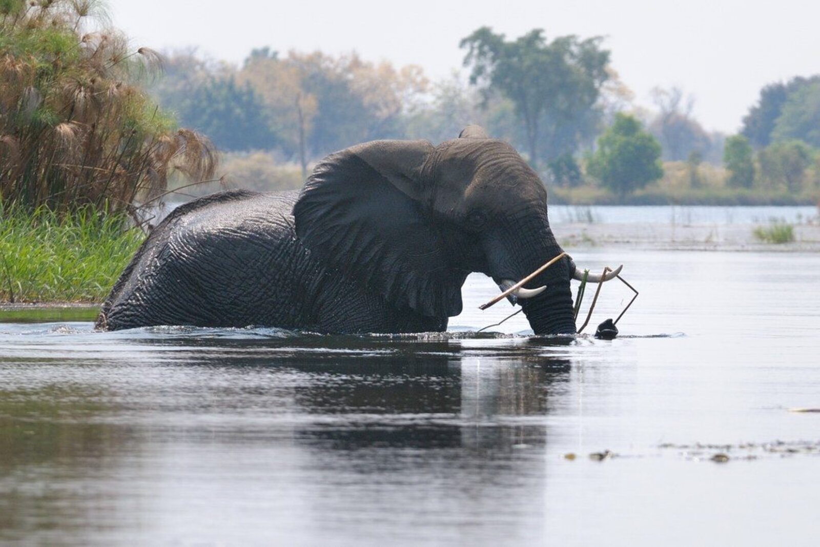 Elephant wading through the Okavango Delta waters