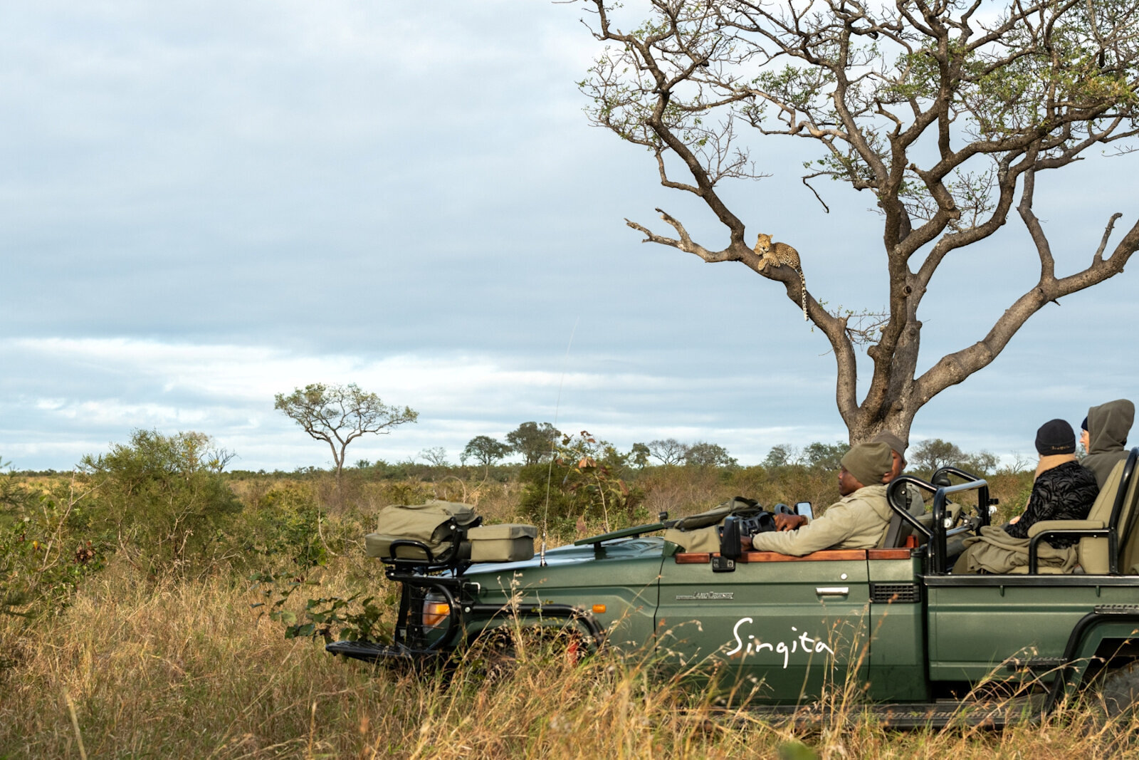Leopard viewed off-road on a Sabi Sands game drive