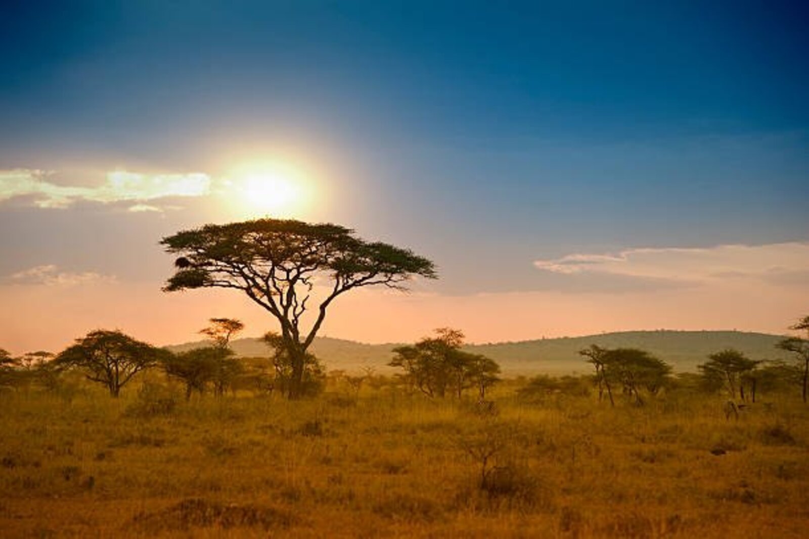 Lion pride resting in the Serengeti
